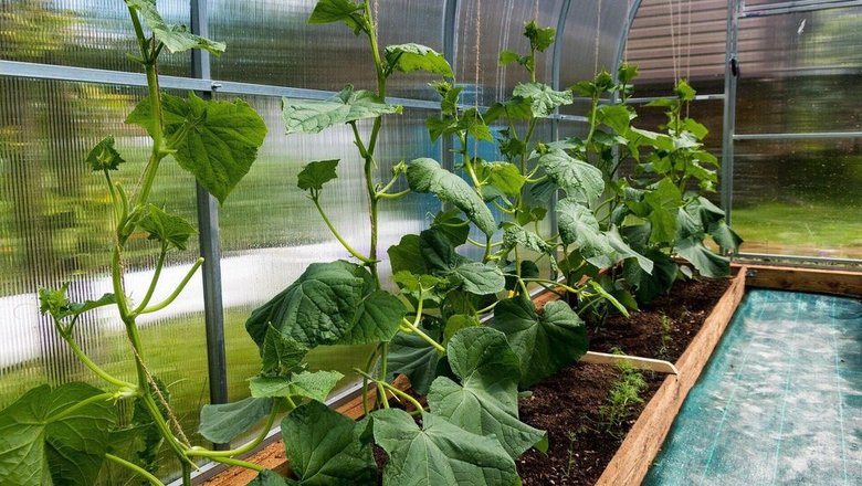 Биолог объяснила, почему не всходит рассада