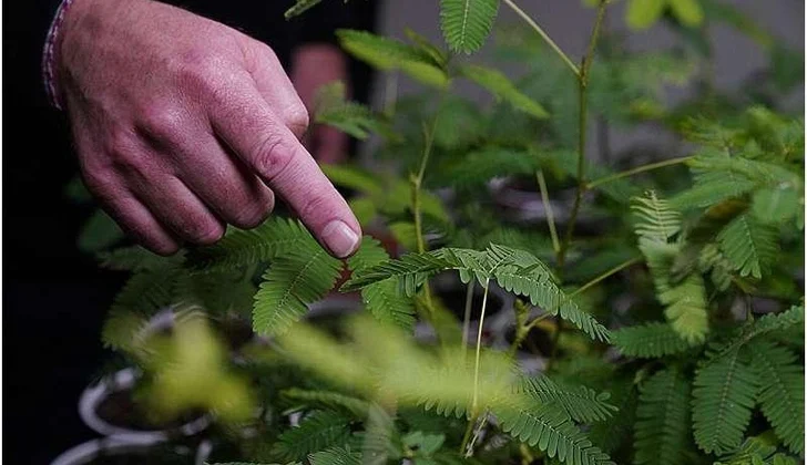 Эксперимент с мимозой: растения реагируют на циклы света и темноты как настоящие «ученики»