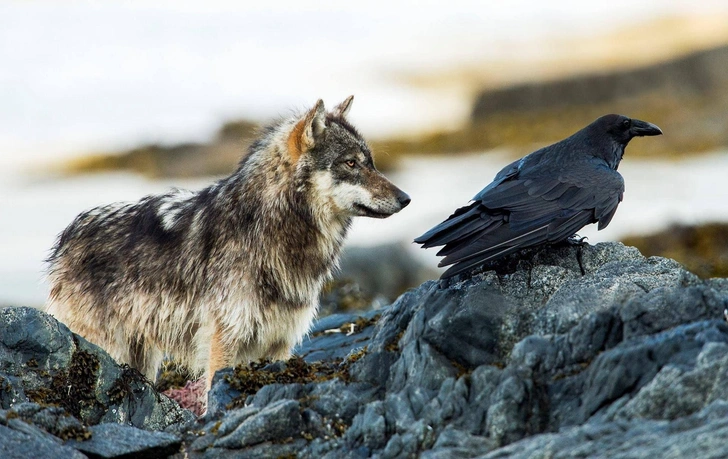 Не нахлебники, а гении: исследование раскрыло неожиданный интеллект воронов