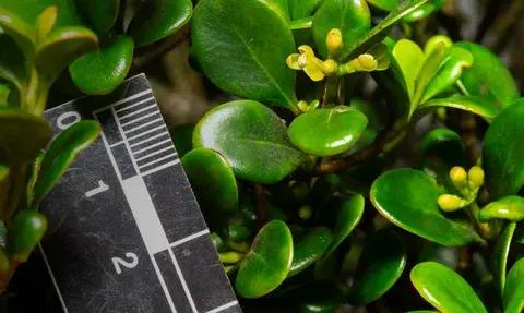 Новый вид дерева Clusia nanophylla нашли в Панаме спустя 25 лет после открытия — и сразу признали исчезающим