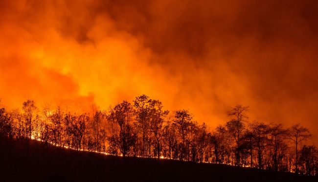 В Калифорнии начался лесной пожар